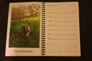 Lazer is a featured dog on the Celebrating Greyhounds desk calendar!