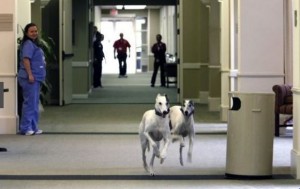 Stormy and Speedy run through the halls at the Memphis Jewish Home.